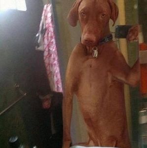 Meet your Posher, Billy